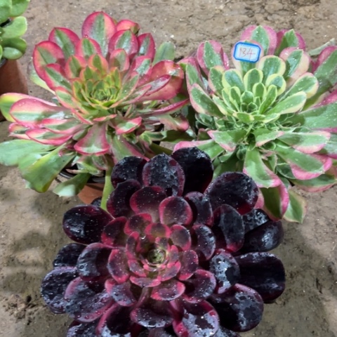 134多肉植物组合