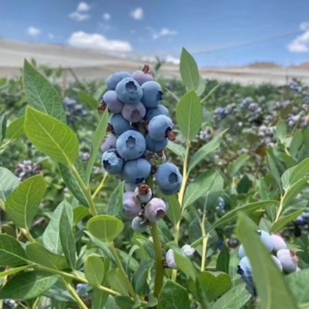 云南玉溪澄江脆甜可口蓝莓