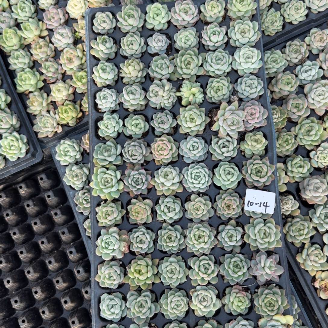 10-14珍妮一盘量拍发货