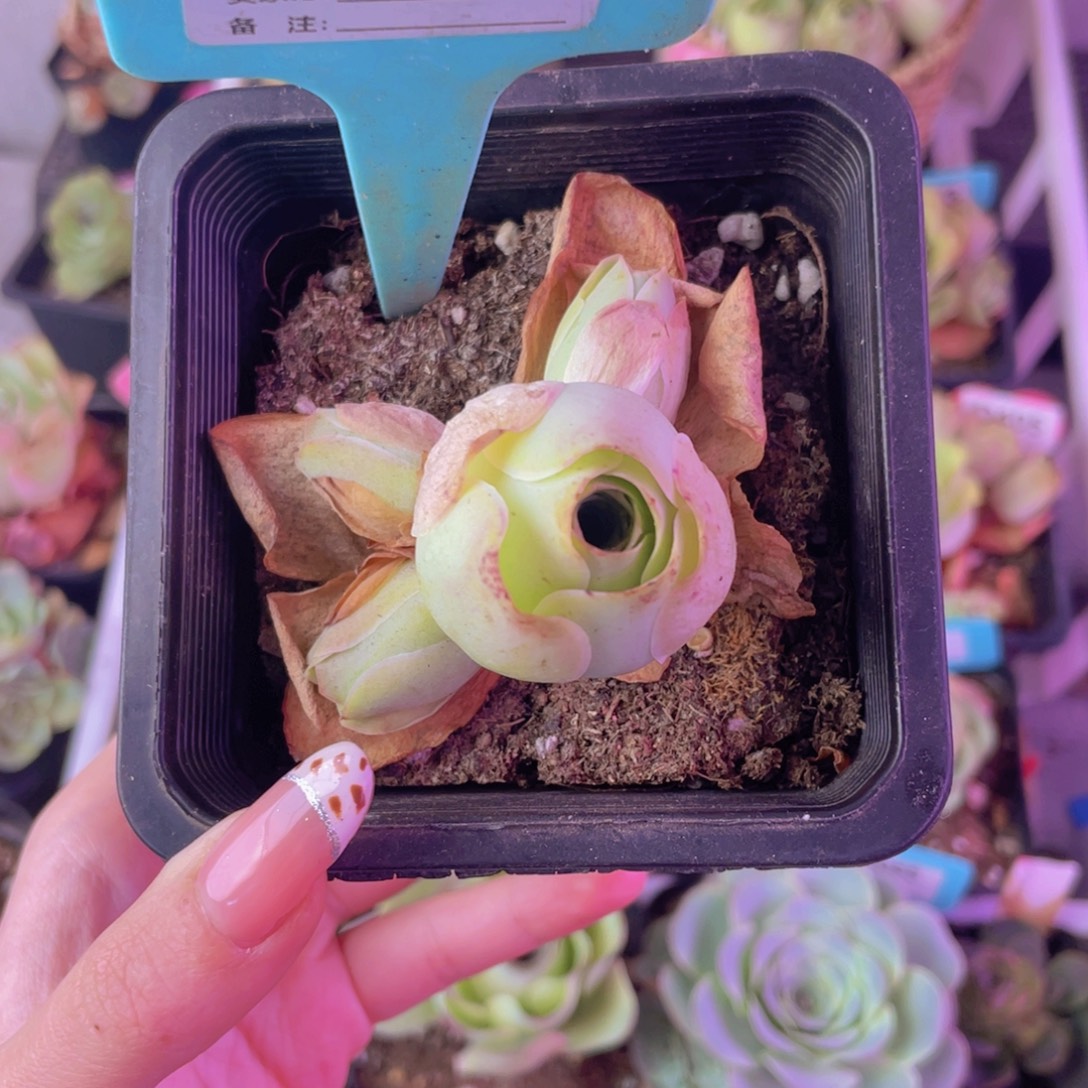 单品一物一拍628号山地玫瑰