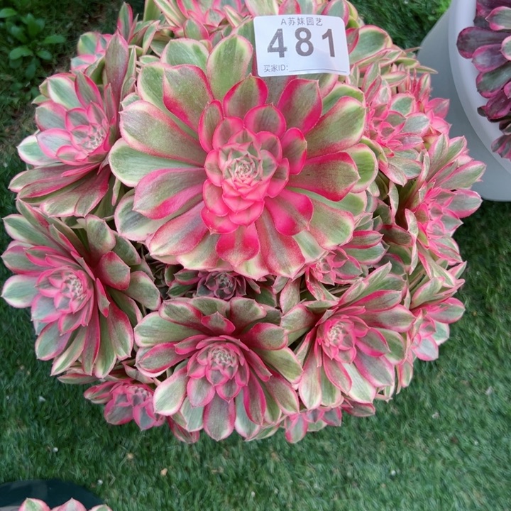 完全开放安**承481莲雾法师