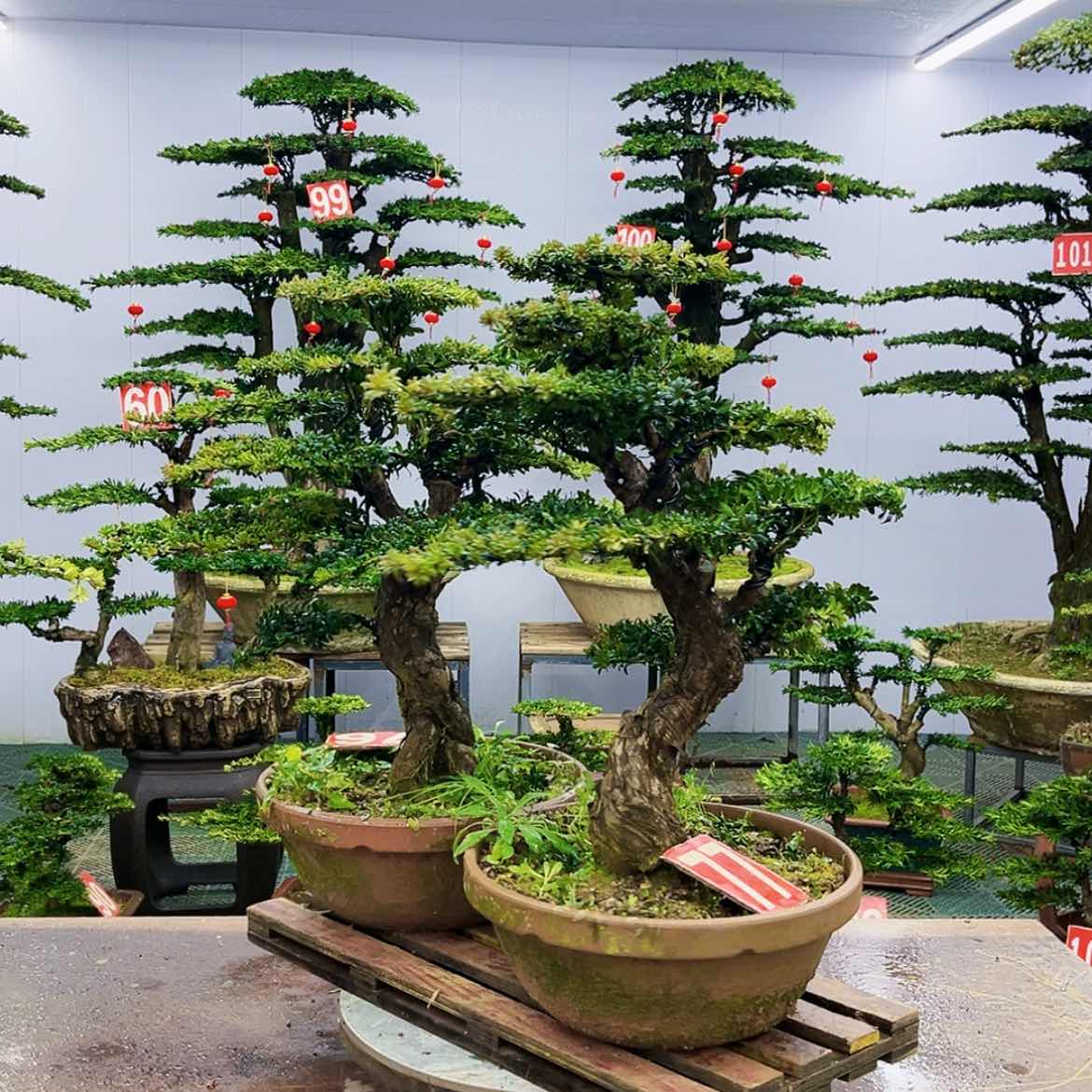 【闪购商品】罗汉松盆景艺术展等