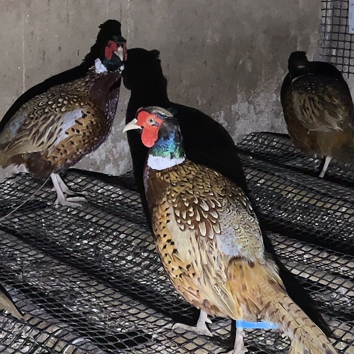 30天包装七彩山鸡包邮到家