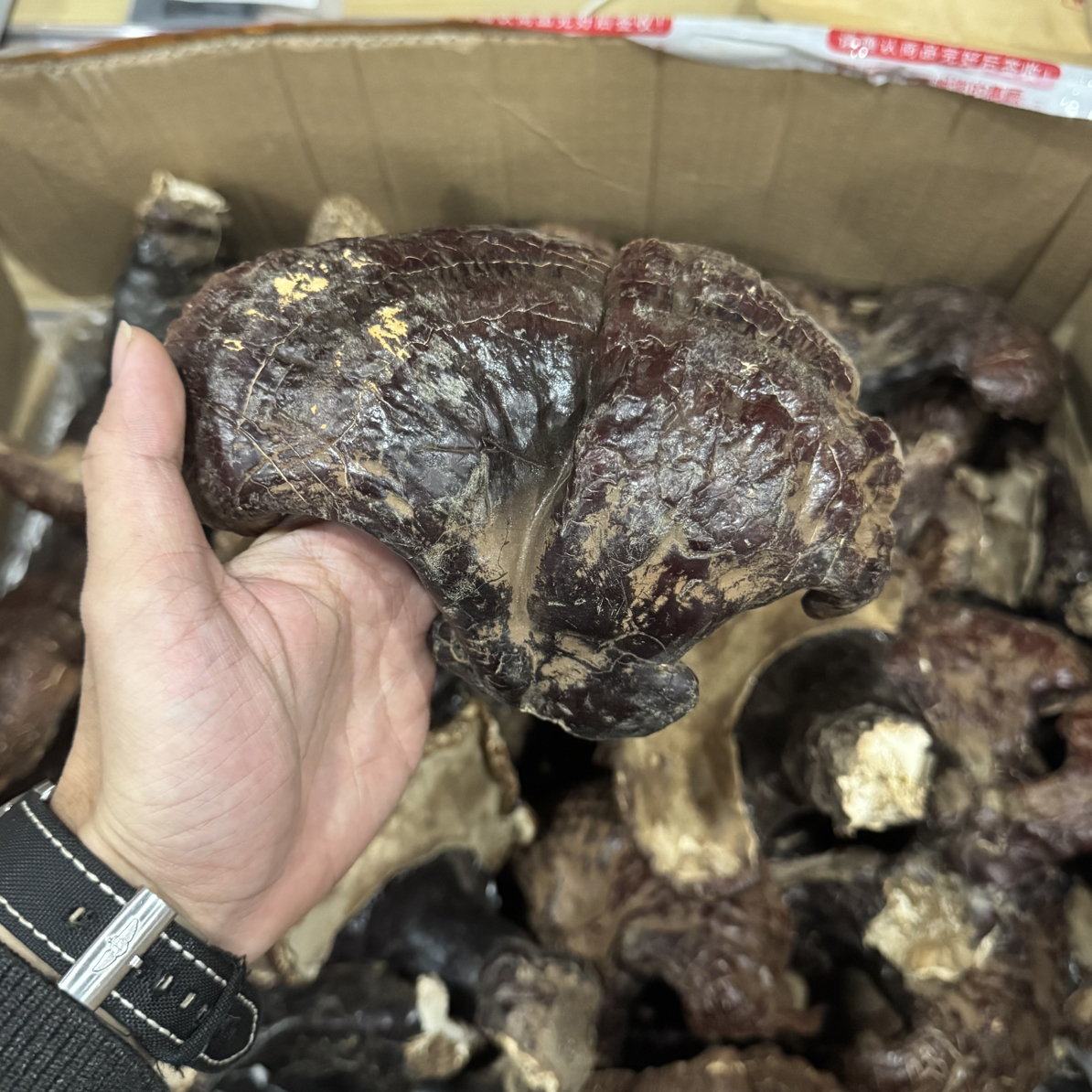 长白山林下松杉灵芝，晒货