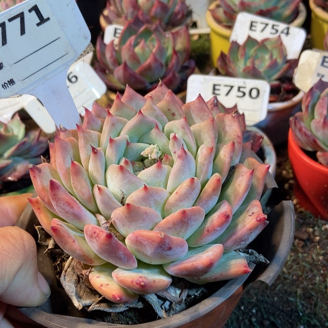 布林肯多肉植物保护