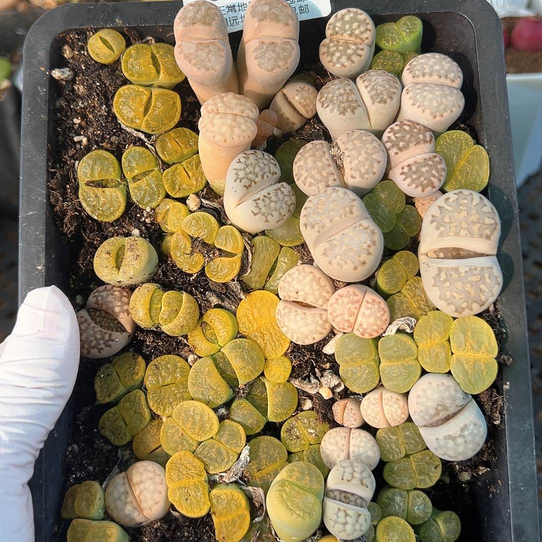 0216 好养易活生石花大母本带土不带框