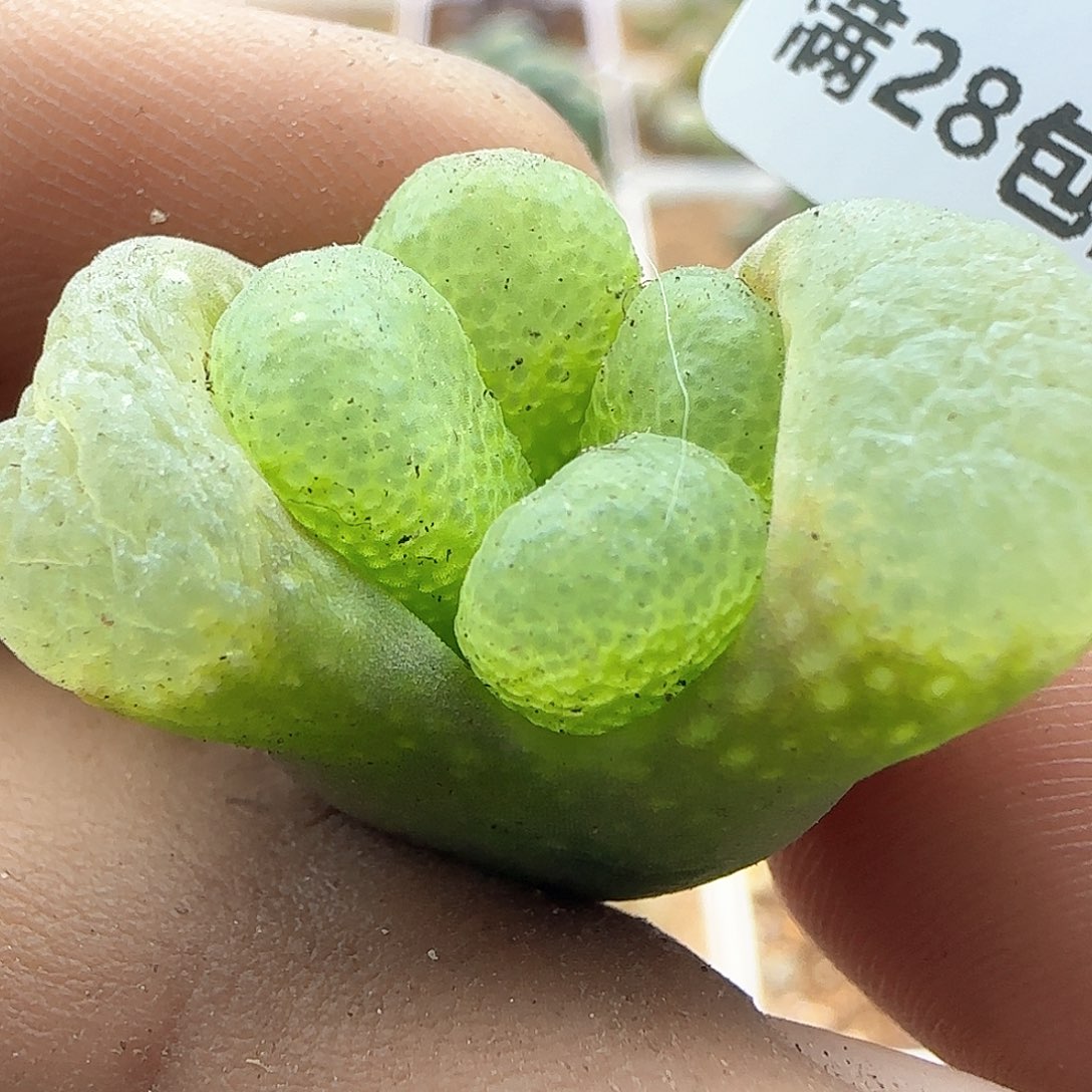 脱土年后发货23741