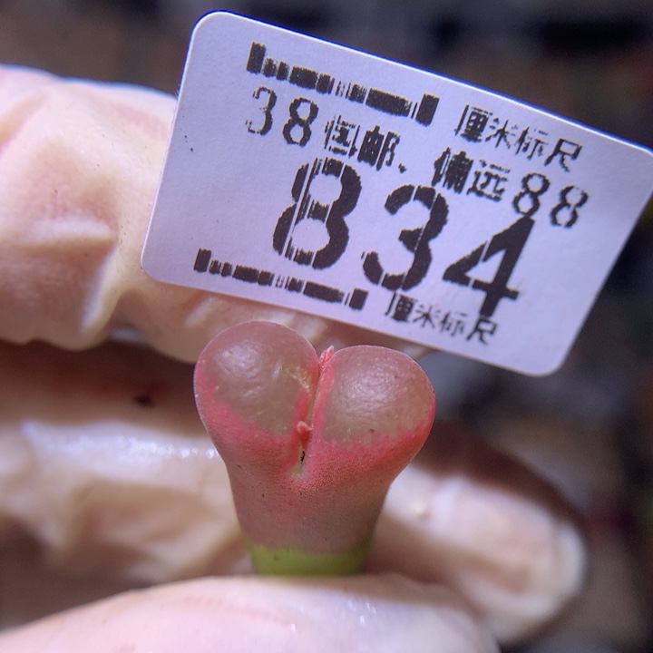 Sss精品生石花834高特