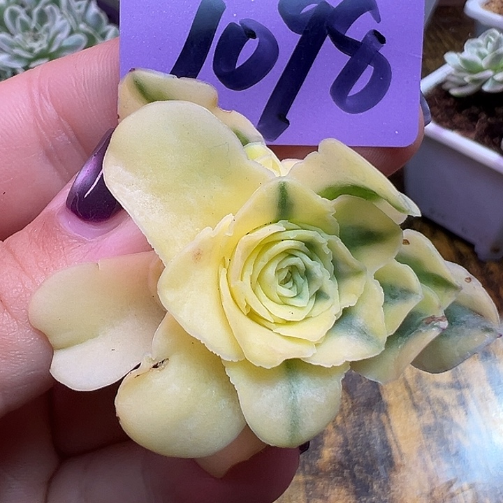 隐***膀山地玫瑰锦泽月无根偏锦1098号