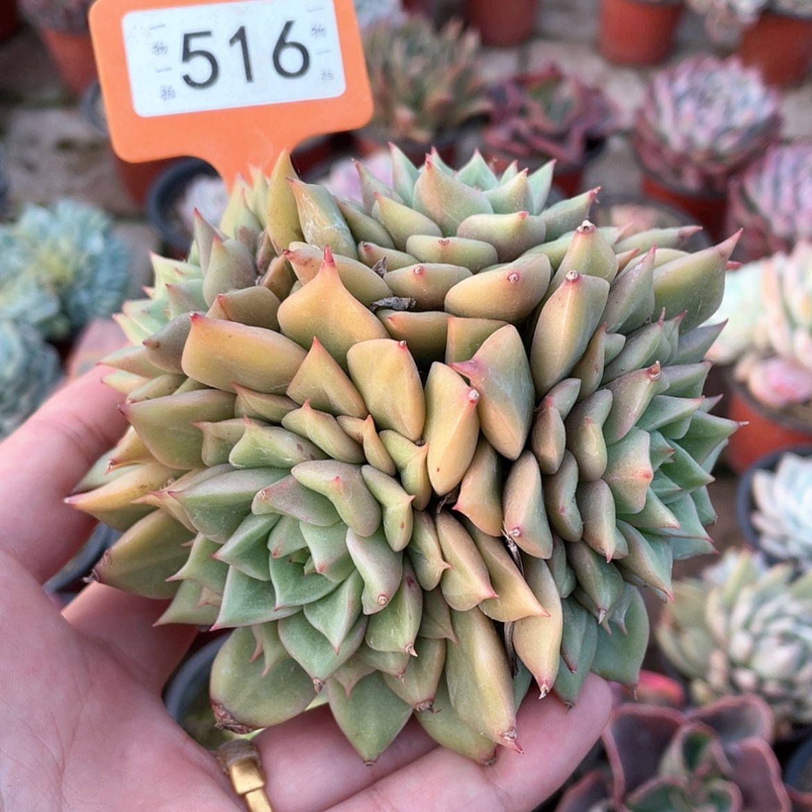 【闪购商品】淼**月516号