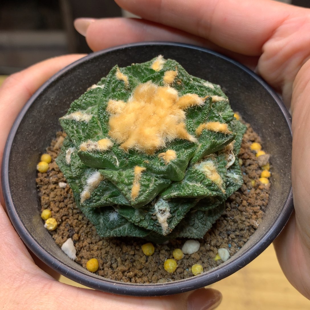      17号 自根 深割尤新顿5.8公分带盆土