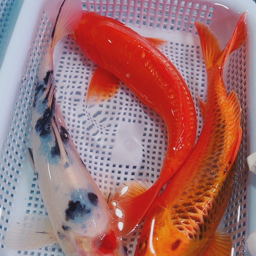锦鲤锦鲤冷水鱼观赏102