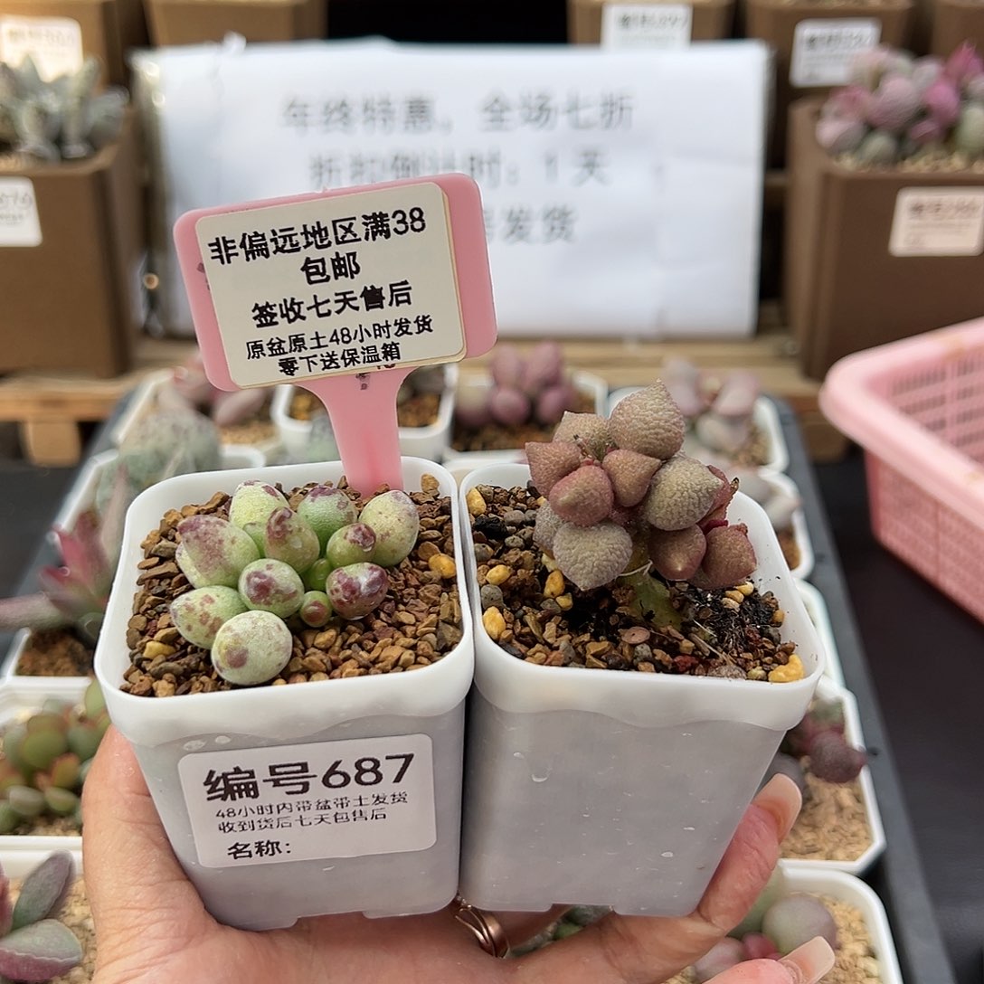 687鼓锤小辣椒多肉植物
