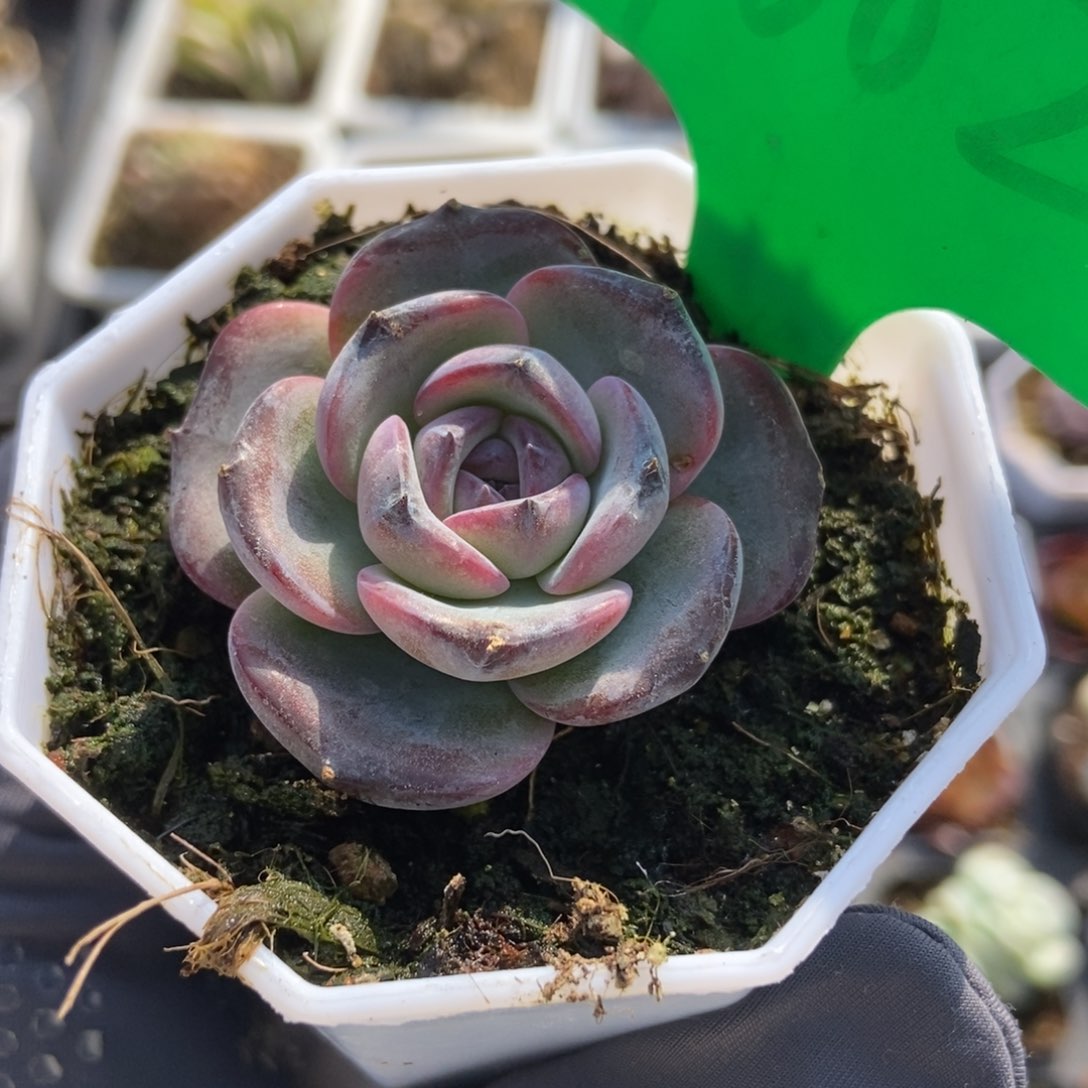 1002黑橙多肉植物保护