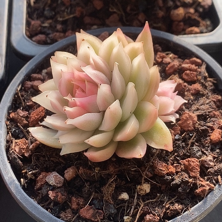 H***o白水晶锦多肉植物