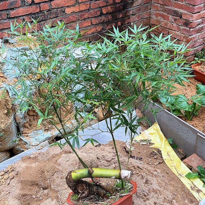 无花朵小叶簕竹熟桩一物一拍