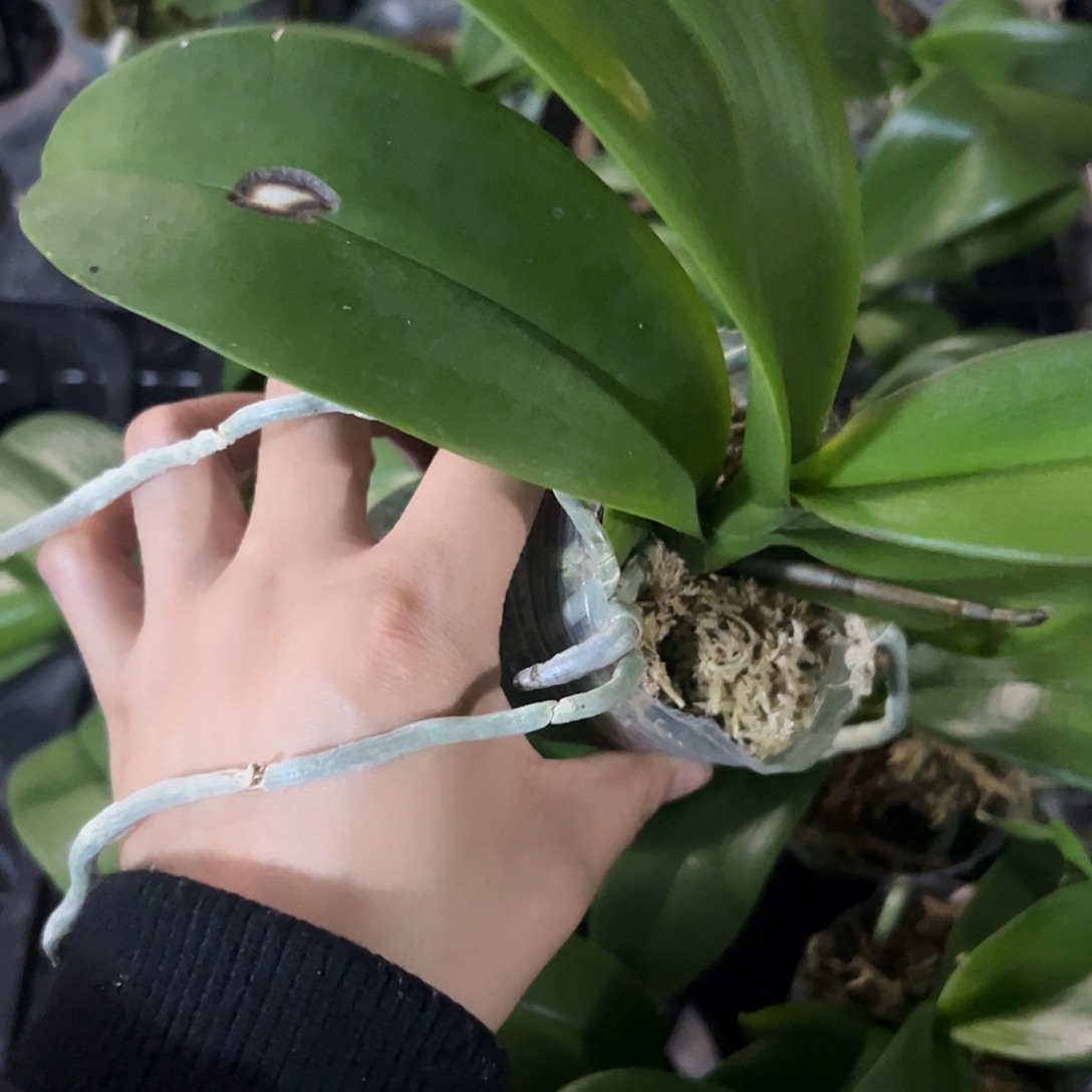 当前无花栽培后可以开花云朵2.8瑕疵2棵带剑