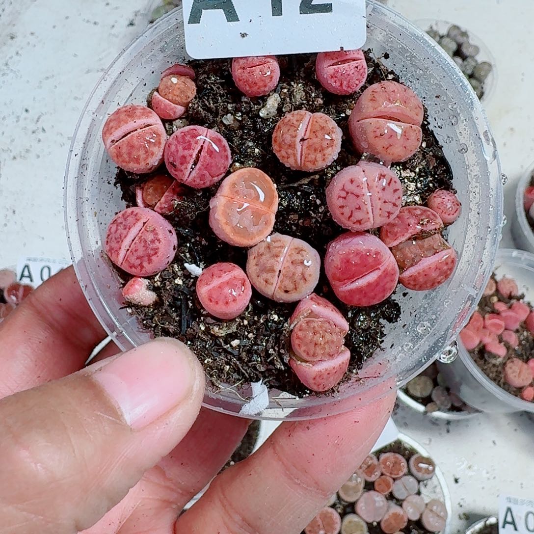 12多肉植物多肉植物