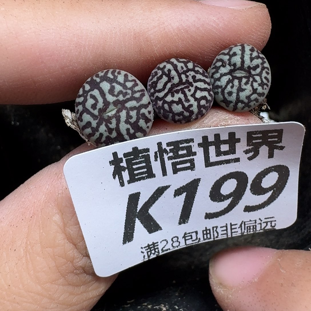 多肉植物的人啊改变您