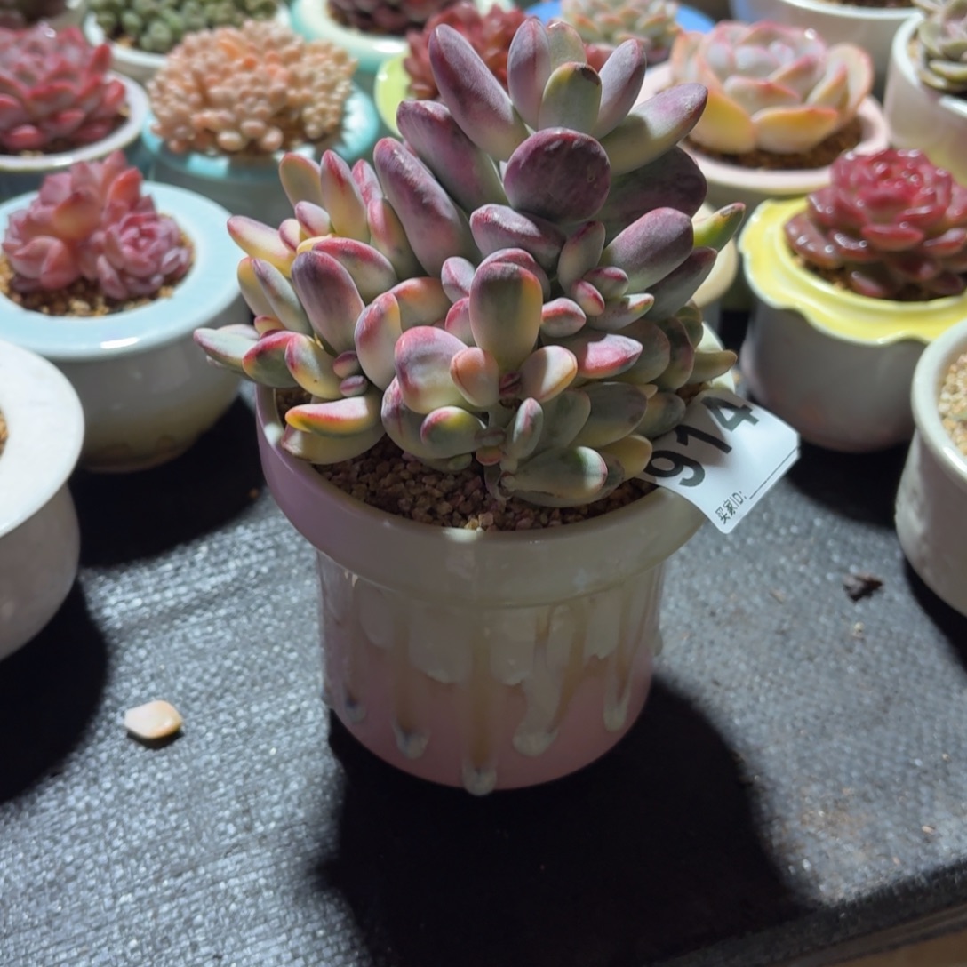 金***）福娘锦多肉带盆发货