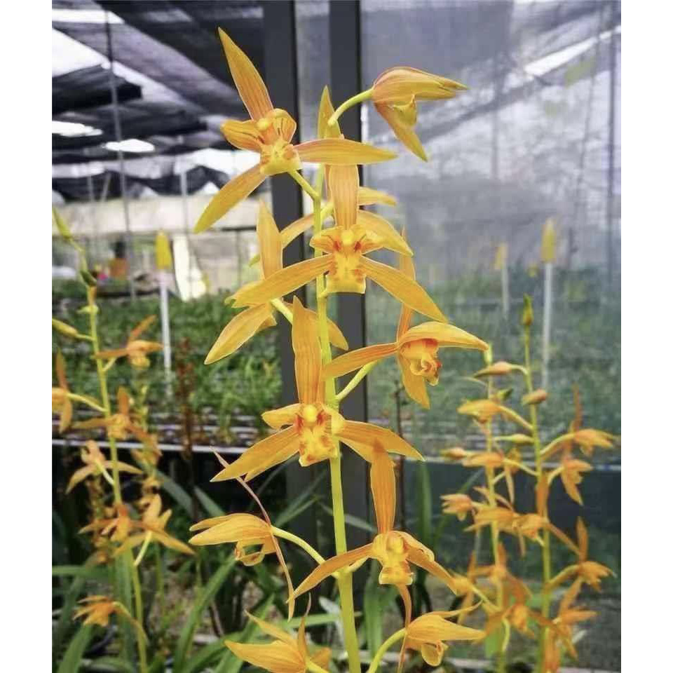 【瑶琳胭脂】秋榜名品 老种2苗 花开浓香 对版兰花墨兰兰花