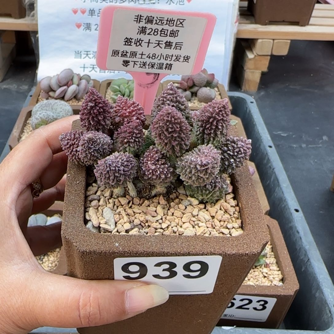939朱紫玉多肉植物