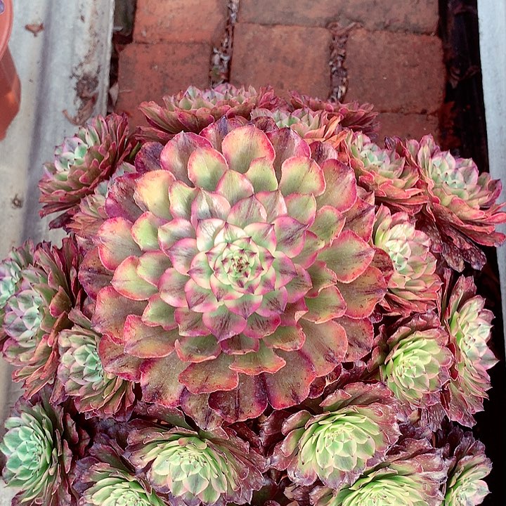 奥黛丽，多肉植物