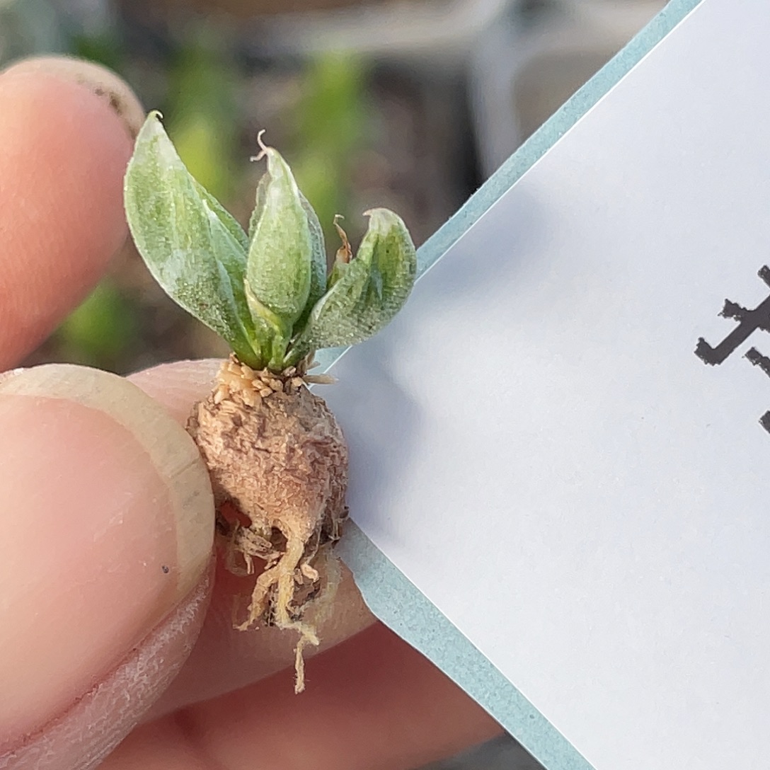 25-10洛丽塔多肉植物