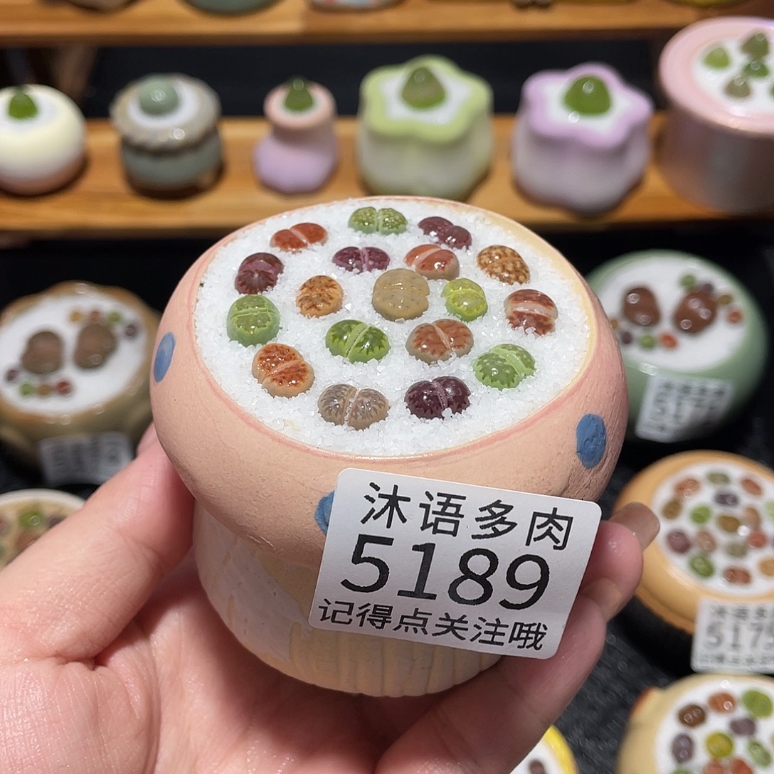 带盆土植物 一物一拍5189