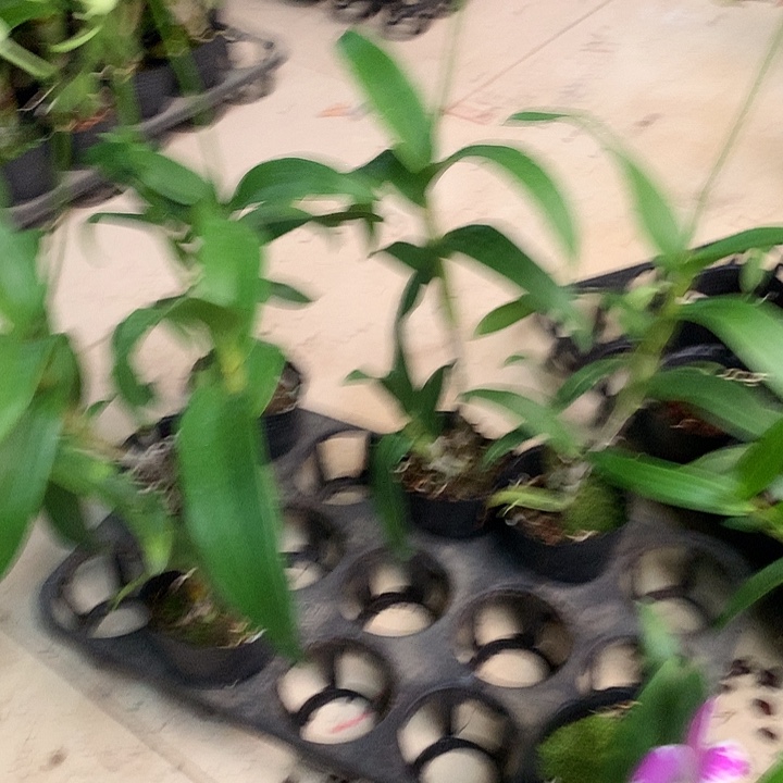 完全开放枫叶泼大小2苗裸根花叶不包损