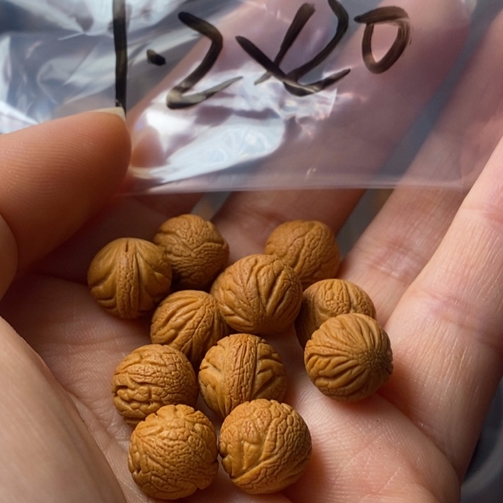 文玩核桃手串秦岭野生龙纹桃核12
