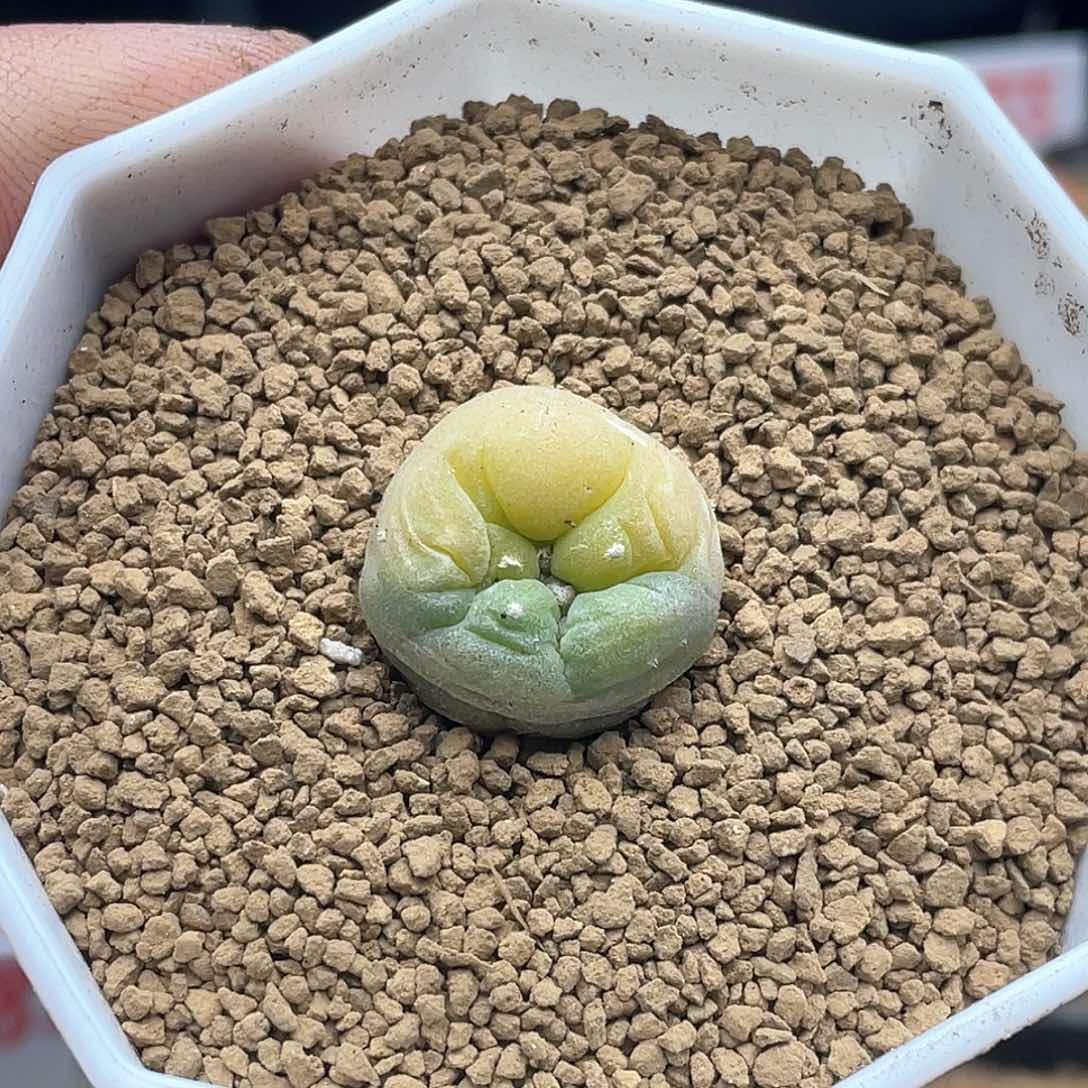 实生海鲜锦 致远多肉