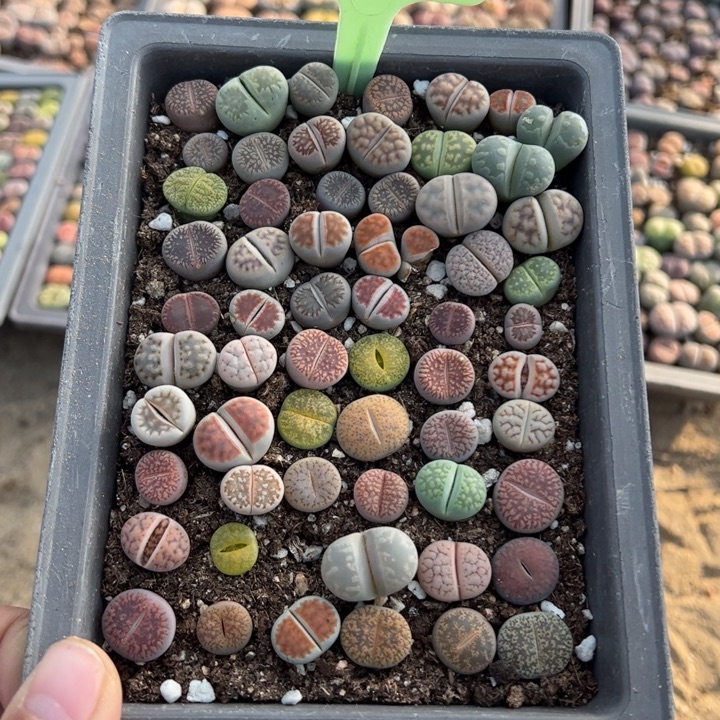 小***柒生日快乐啊小可爱784