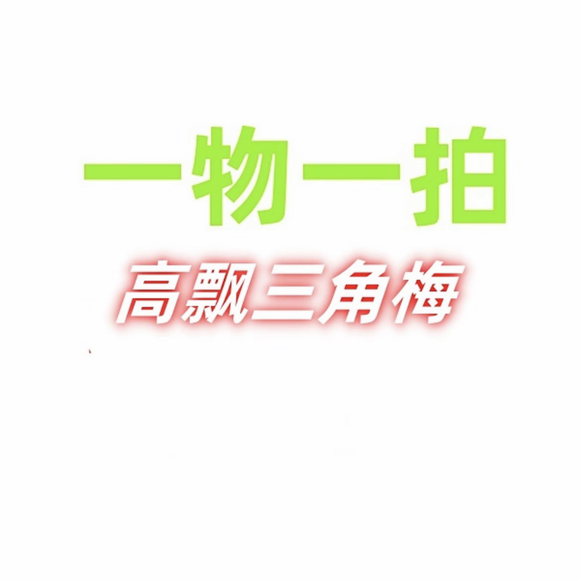 漳州三角梅一物一拍