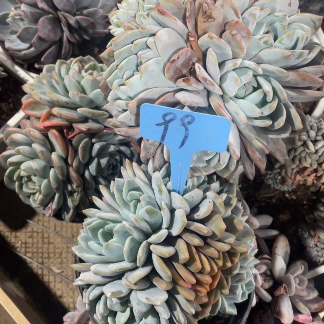 一***心星影缀化多头群生99