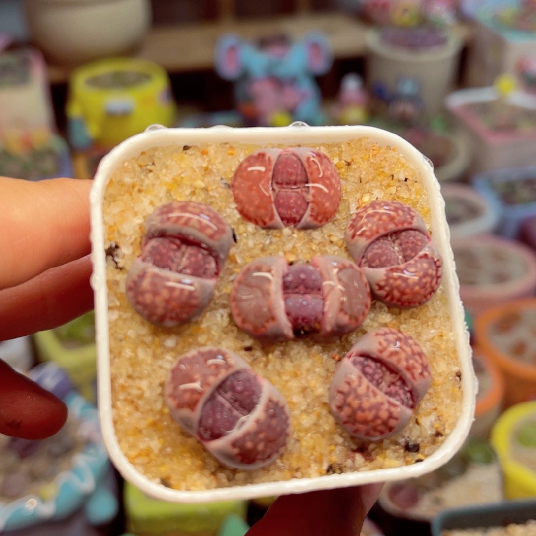 023。79755678447876787