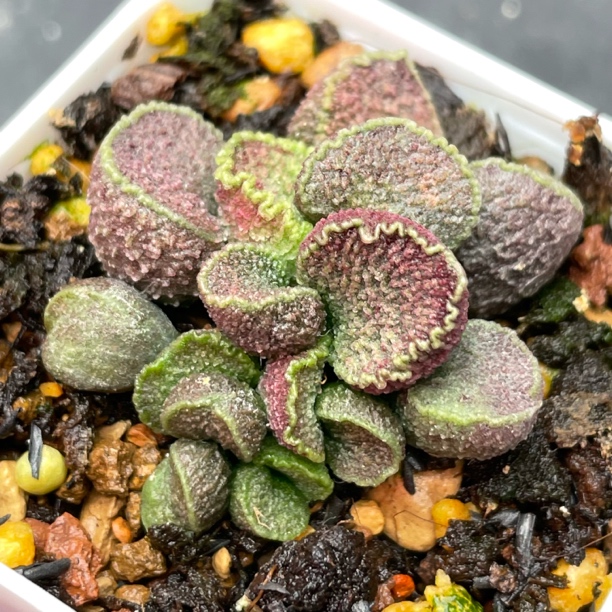 火凤凰水泡多肉植物5厘米盆贵货稀有颜值高紫红斑状态一物一拍