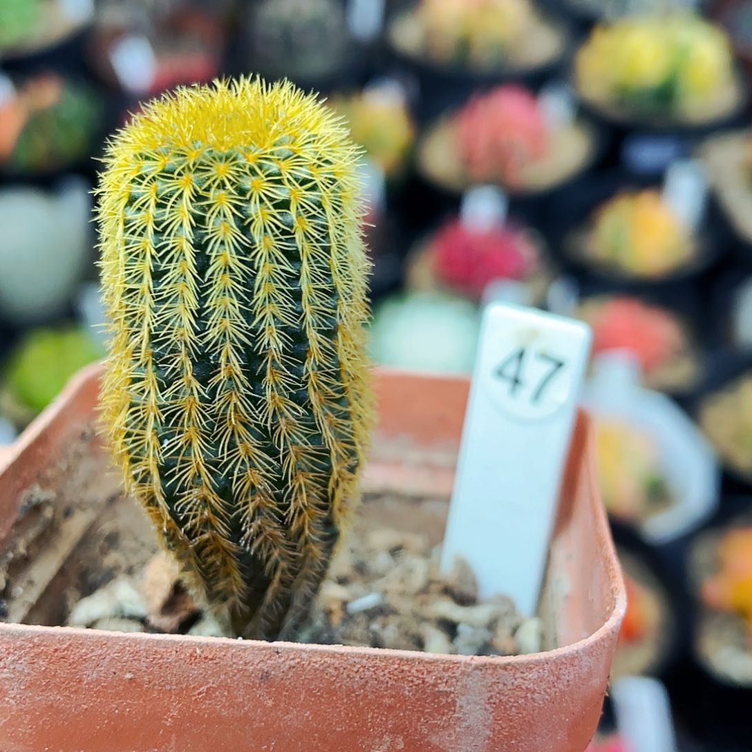 非偏远地区满25元包邮仙人球