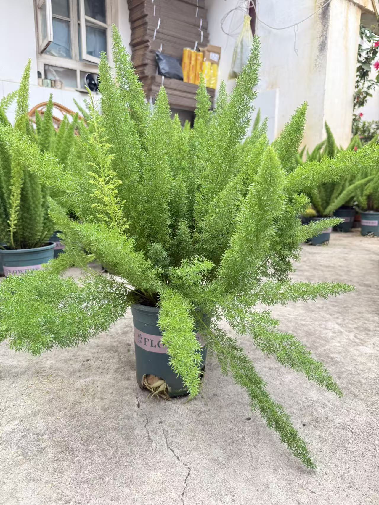 狐尾天门冬绿植盆栽四季常青好养庭院阳台花境植物