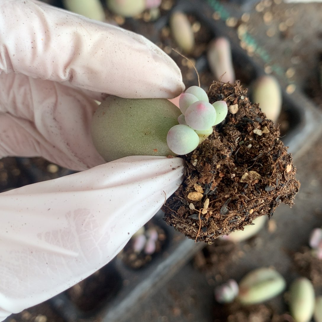 米可奶酪多肉米可奶