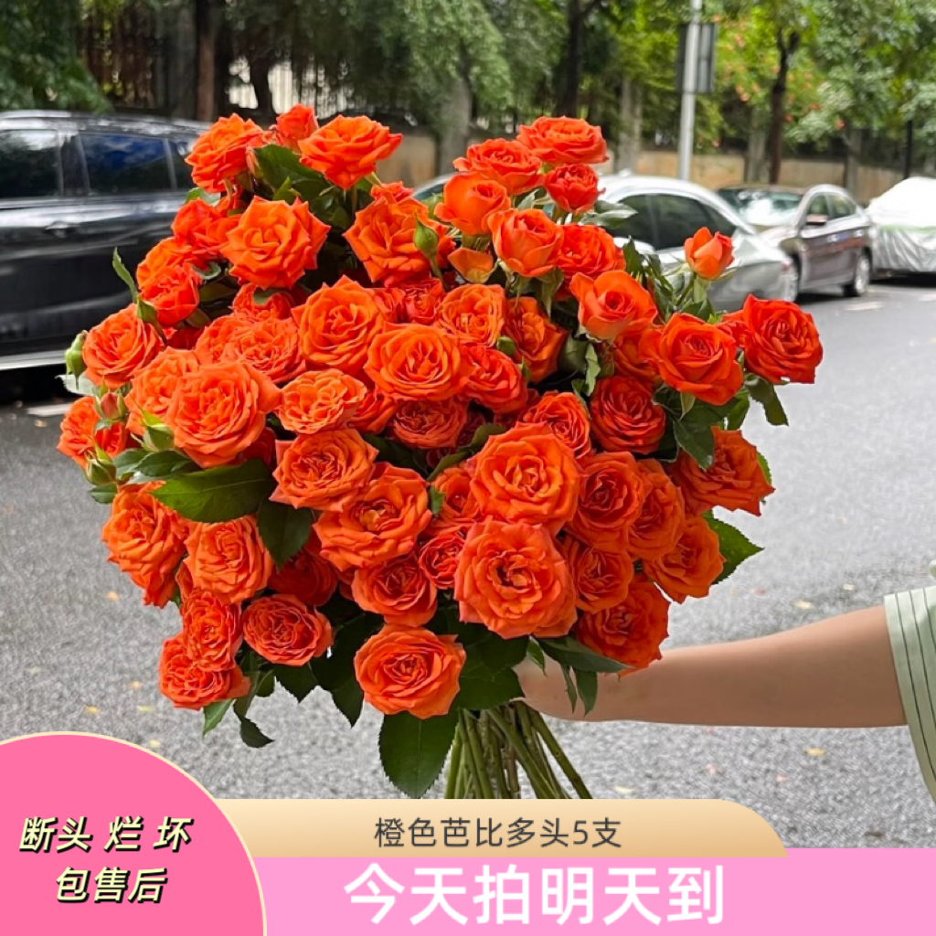果语精选【橙芭比多头泡泡】云南鲜花次日达