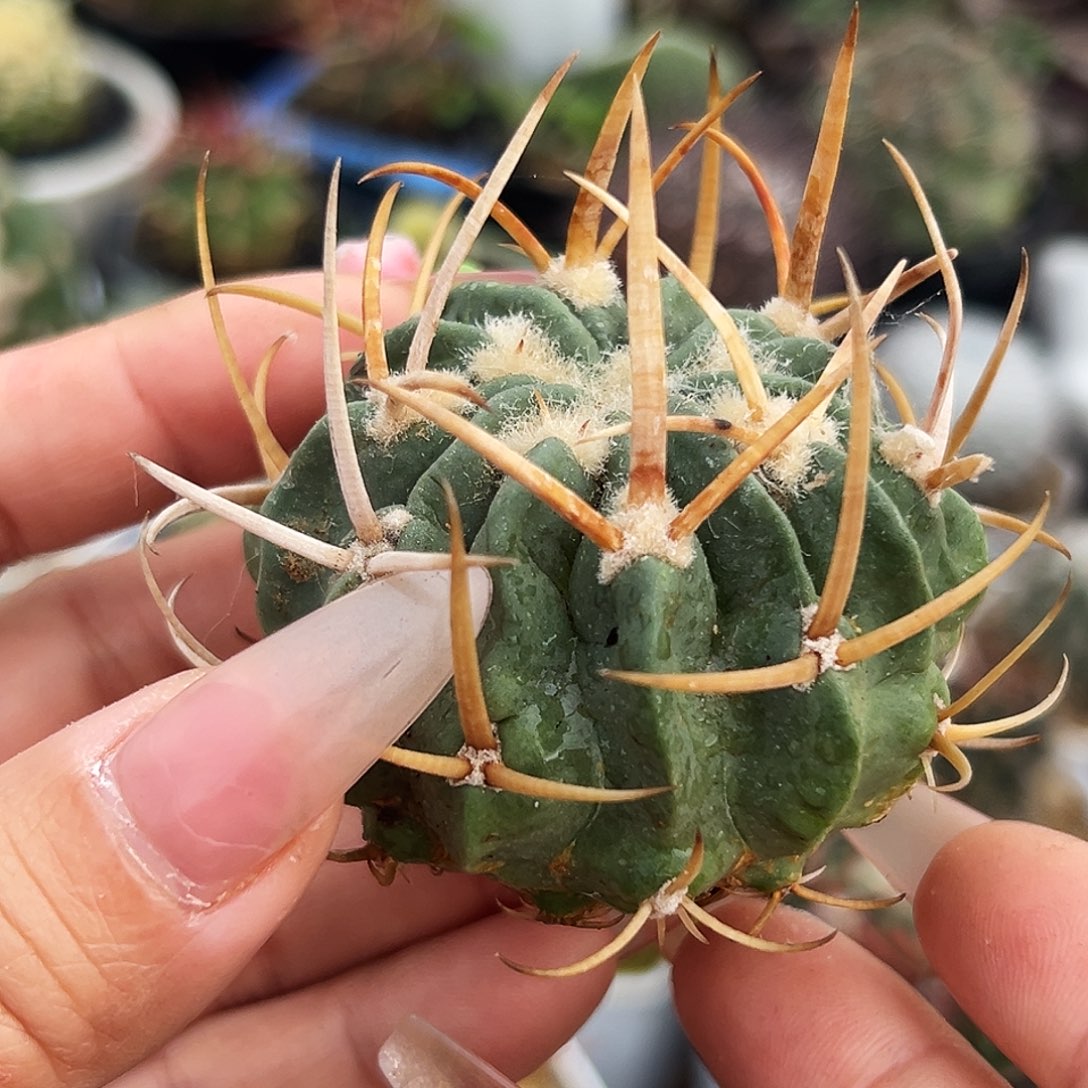 龙剑仙人球666666666