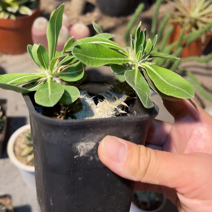 无花朵惠比大黑一物一拍