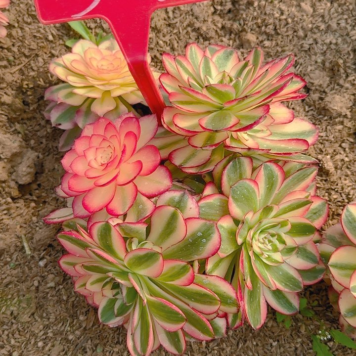 5-57倾城多肉法师