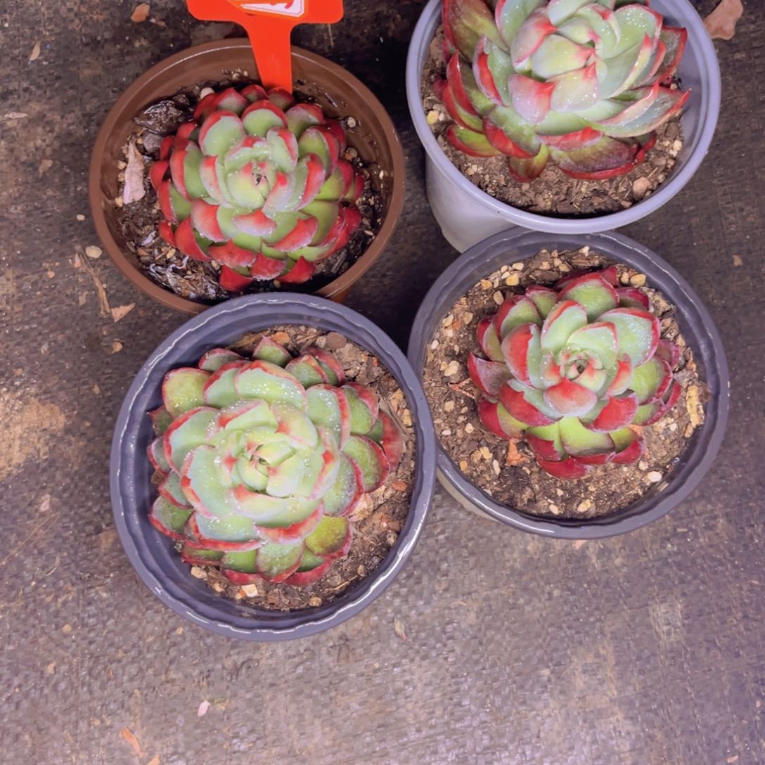 龍****我惊鸿4个594多肉植物