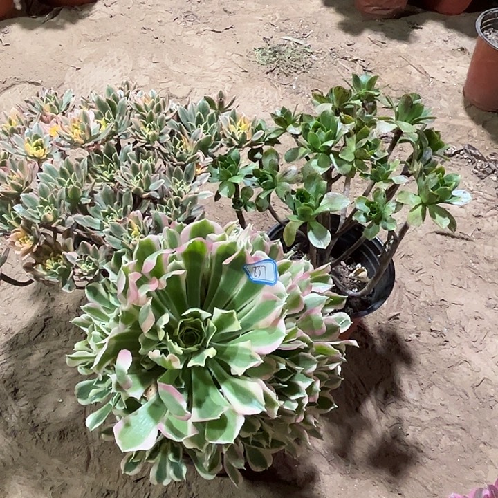 837多肉植物瑕疵特价，