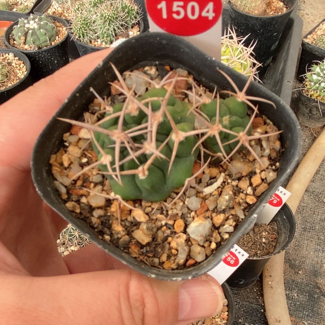 实生双头碧岩玉一颗，