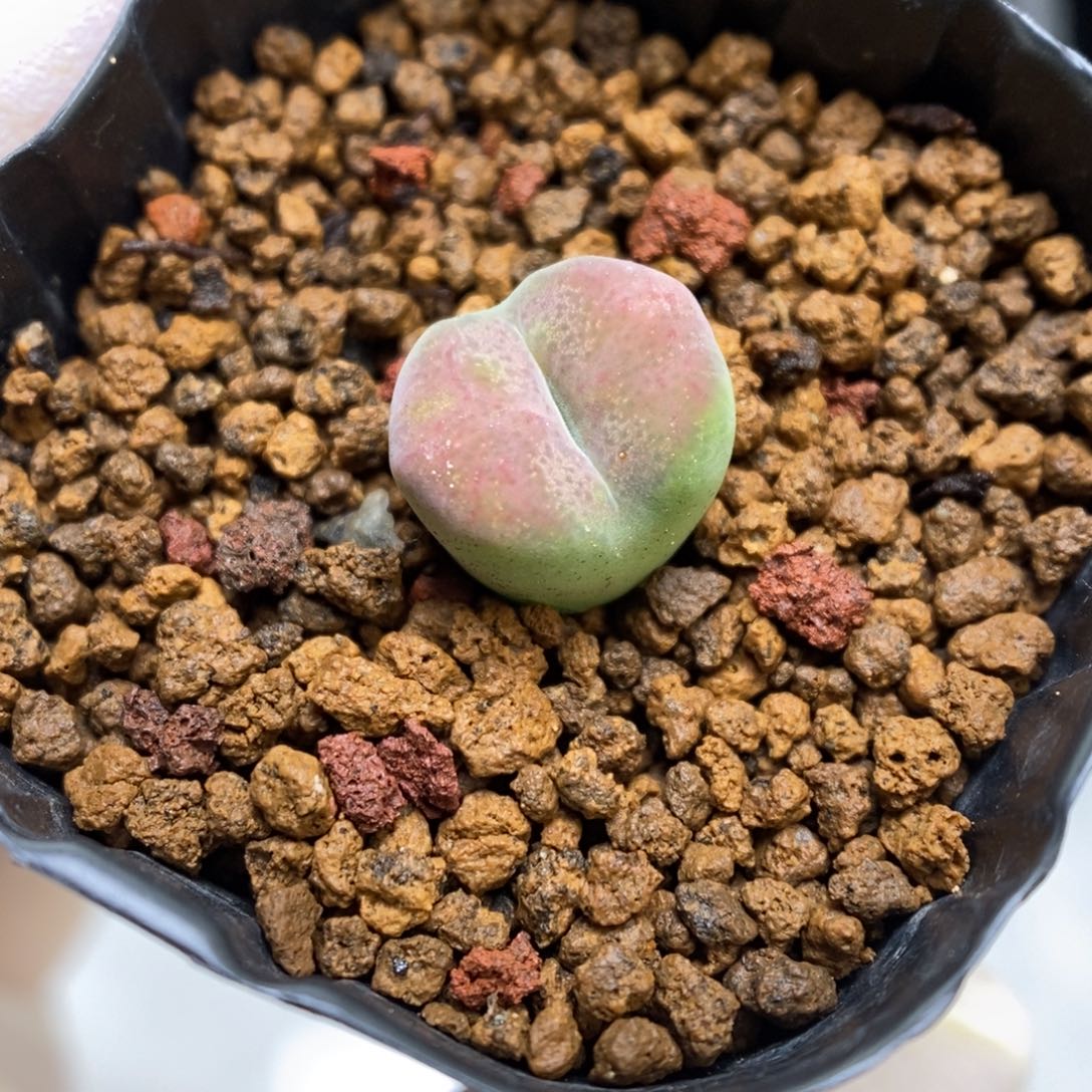 多肉植物肉锥杂交K-1055