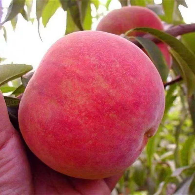 桃树苗血桃冬桃耐严寒房前屋后盆栽地栽都可种植