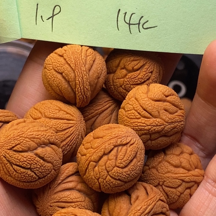 手串文玩核桃秦岭龙纹桃核19尺寸